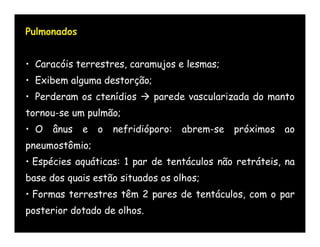 Pulmonados


• Caracóis terrestres, caramujos e lesmas;
• Exibem alguma destorção;
• Perderam os ctenídios  parede vascularizada do manto
tornou-se um pulmão;
• O   ânus   e   o   nefridióporo:   abrem-se   próximos   ao
pneumostômio;
• Espécies aquáticas: 1 par de tentáculos não retráteis, na
base dos quais estão situados os olhos;
• Formas terrestres têm 2 pares de tentáculos, com o par
posterior dotado de olhos.
 