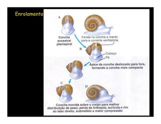 A classificação tradicional da classe Gastropoda
reconhecia três subclasses:


• Prosobranchia: a maior delas, com quase t...