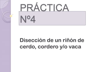 PRÁCTICA Nº4
Disección de un riñón de
cerdo, cordero y/o vaca

 