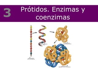 Prótidos. Enzimas y coenzimas 3 