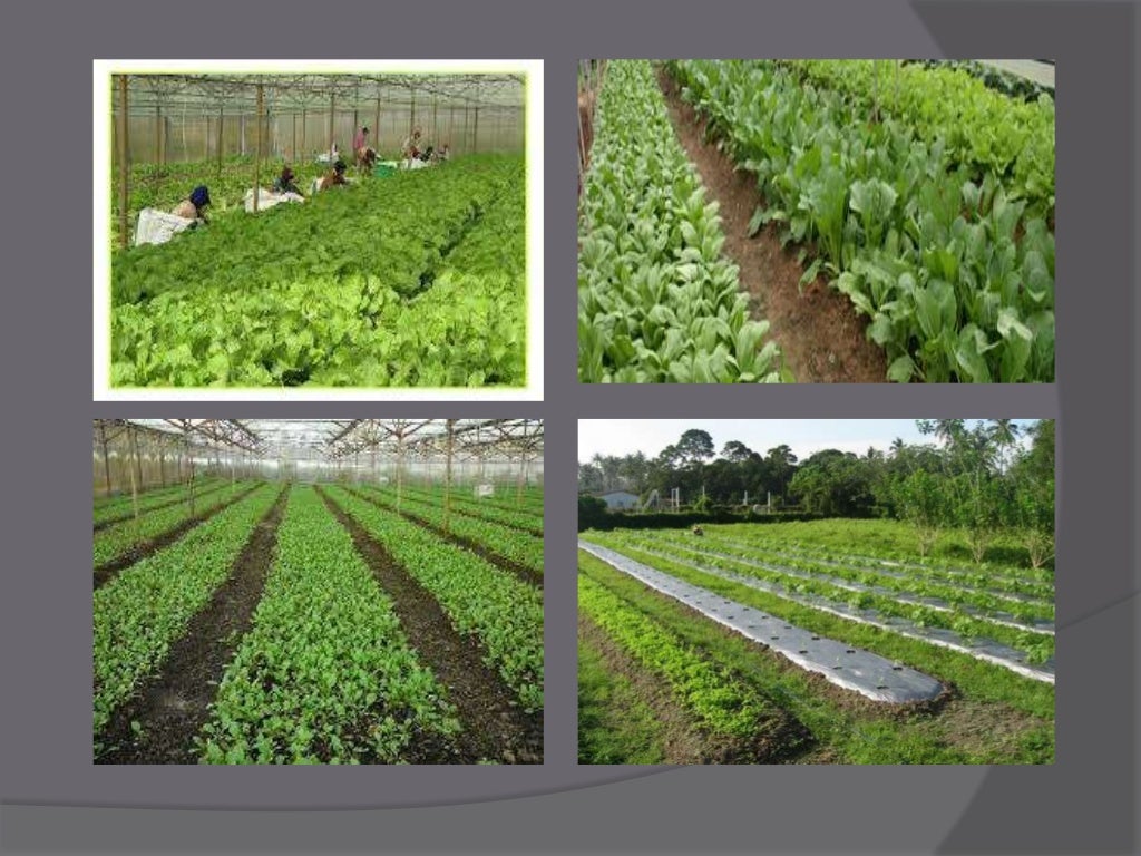 organic farming in malaysia