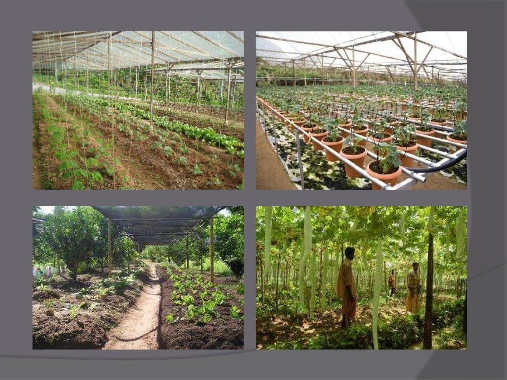 organic farming in malaysia