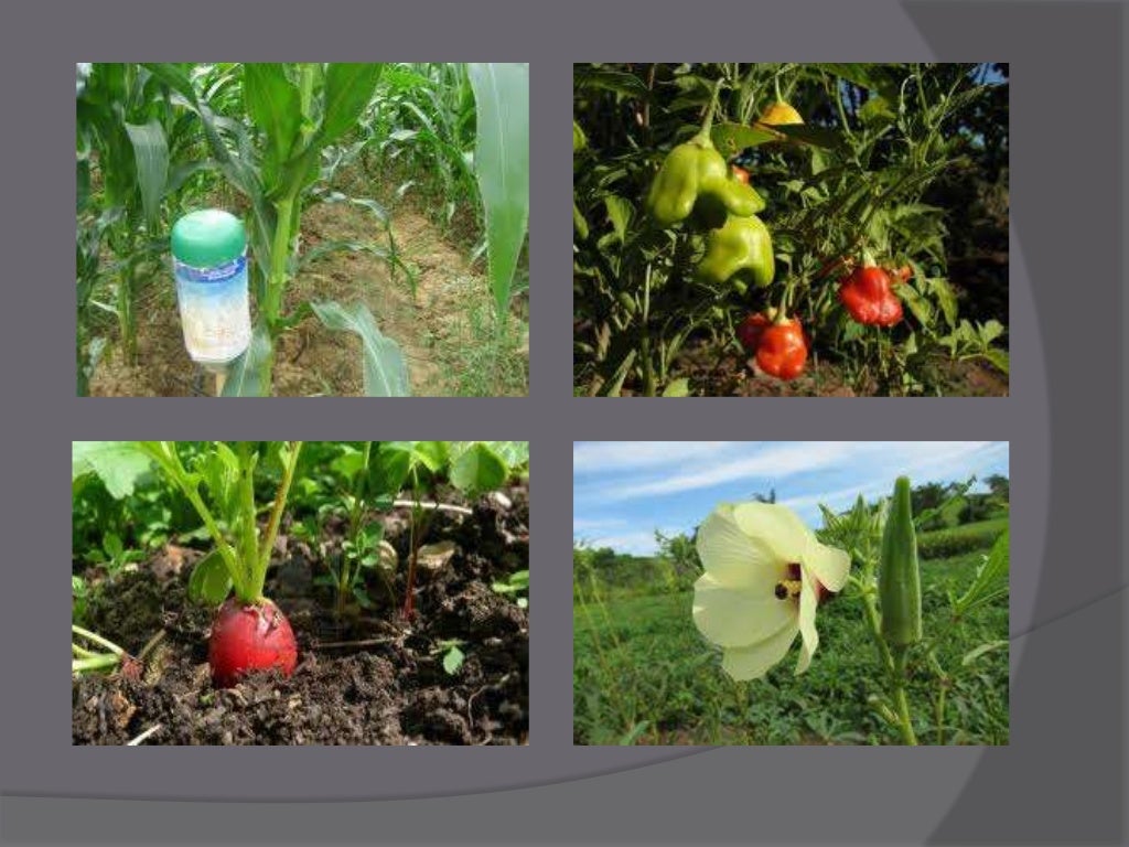 organic farming in malaysia