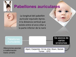 La longitud del pabellón auricular equivale Aprox. A la distancia vertical que existe entre el arco ciliar y la parte inferior de la nariz Alpert, Carpentier, Cri du chat, Down, Seckel, Turner… ETC Pabellones auriculares Alteraciones-asocian a malformación tracto urinario 