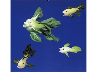 Durante más de 30 años. Fuémaestro, investigador, escritor, consultor del sector privado y asesor de varios secretarios de educación pública, y formador de investigadores de la educación.Pablo Latapí Sarre, no sólo dirigió su quehacer de investigador a este campo educativo, también lo hazosobre la problemática indígena, sobre los derechos humanos, la vida pública y sobre las prácticas sociales, desarrollo social, formación de la ciudadanía, la iglesia.