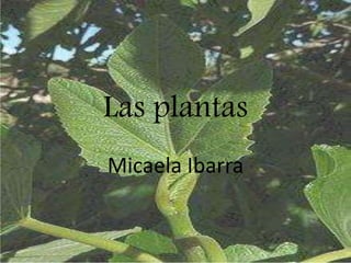 Las plantas
Micaela Ibarra
 