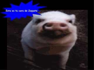 Esta es tu cara de Zoquete 