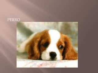 PERRO
 