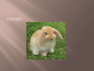 CONEJO
 