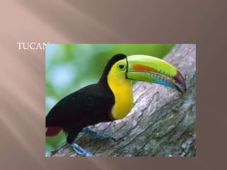 TUCAN
 