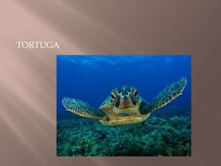TORTUGA
 