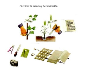 Técnicas de colecta y herborización
 