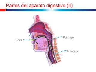 Partes del aparato digestivo (II)




                            Faringe
    Boca


                              Esófago
 