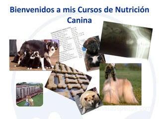Bienvenidos a mis Cursos de Nutrición
               Canina
 