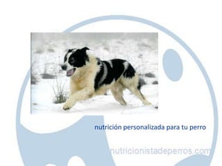 nutrición personalizada para tu perro
 