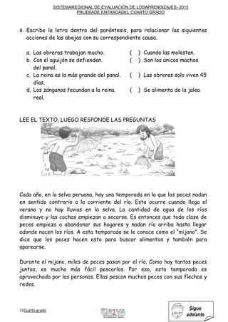 SISTEMAREGIONAL DE EVALUACIÓN DE LOSAPRENDIZAJES- 2015
PRUEBADE ENTRADADEL CUARTO GRADO
11Cuarto grado Sigue
adelante
8. Escribe la letra dentro del paréntesis, para relacionar las siguientes
acciones de las abejas con su correspondiente causa.
a. Las obreras trabajan mucho. ( ) Cuando las molestan.
b. Con el aguijón se defienden. ( ) Son los únicos machos
del panal.
c. La reina es la más grande del panal. ( ) Las obreras solo viven 45
días.
d. Los zánganos fecundan a la reina. ( ) Se alimenta de la jalea
real.
LEE EL TEXTO, LUEGO RESPONDE LAS PREGUNTAS
Cada año, en la selva peruana, hay una temporada en la que los peces nadan
en sentido contrario a la corriente del río. Esto ocurre cuando llega el
verano y no hay lluvias en la selva. La cantidad de agua de los ríos
disminuye y las cochas empiezan a secarse. Es entonces que toda clase de
peces empieza a abandonar sus hogares y nadan río arriba hasta llegar
adonde nacen los ríos. A esta temporada se le conoce como el “mijano”. Se
dice que los peces hacen esto para buscar alimentos y también para
aparearse.
Durante el mijano, miles de peces pasan por el río. Como hay tantos peces
juntos, es mucho más fácil pescarlos. Por eso, esta temporada es
aprovechada por las personas. Ellas pescan muchos peces con sus flechas y
redes.
 