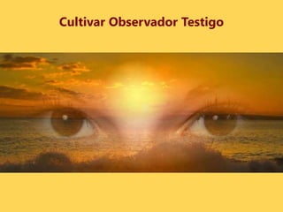 Cultivar Observador Testigo
 