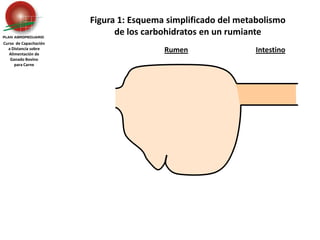 Figura 1: Esquema simplificado del metabolismo  de los carbohidratos en un rumiante Curso  de Capacitación a Distancia sobre Alimentación de Ganado Bovino  para Carne RumenIntestino 