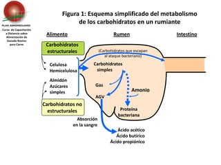 Carbohidratos estructurales Celulosa	Hemicelulosa(Carbohidratos que escapan al ataque bacteriano)Almidón	Azúcares 	simplesCarbohidratos no estructuralesGas	AGVAmonioAbsorción en la sangreFigura 1: Esquema simplificado del metabolismo de los carbohidratos en un rumianteCurso  de Capacitación a Distancia sobreAlimentación de Ganado Bovino para CarneAlimentoRumenIntestino    Carbohidratos       simplesProteína bacterianaÁcido acéticoÁcido butíricoÁcido propiónico