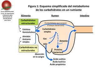 Carbohidratos estructurales Celulosa	Hemicelulosa(Carbohidratos que escapan al ataque bacteriano)Almidón	Azúcares 	simplesCarbohidratos no estructuralesGas	AGVAmonioAbsorción en la sangreFigura 1: Esquema simplificado del metabolismo de los carbohidratos en un rumianteCurso  de Capacitación a Distancia sobreAlimentación de Ganado Bovino para CarneAlimentoRumenIntestino    Carbohidratos       simplesProteína bacterianaÁcido acéticoÁcido butíricoÁcido propiónico