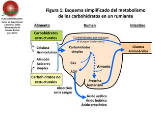 Carbohidratos estructurales Celulosa	Hemicelulosa(Carbohidratos que escapan al ataque bacteriano)Almidón	Azúcares 	simplesCarbohidratos no estructuralesGas	AGVAmonioAbsorción en la sangreFigura 1: Esquema simplificado del metabolismo de los carbohidratos en un rumianteCurso  de Capacitación a Distancia sobreAlimentación de Ganado Bovino para CarneAlimentoRumenIntestinoGlucosaAminoácidos    Carbohidratos       simplesProteína bacterianaÁcido acéticoÁcido butíricoÁcido propiónico