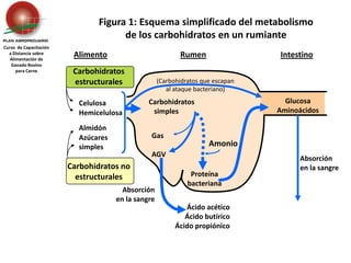Carbohidratos estructurales Celulosa	Hemicelulosa(Carbohidratos que escapan al ataque bacteriano)Almidón	Azúcares 	simplesCarbohidratos no estructuralesGas	AGVAmonioAbsorción en la sangreAbsorción en la sangreFigura 1: Esquema simplificado del metabolismo de los carbohidratos en un rumianteCurso  de Capacitación a Distancia sobreAlimentación de Ganado Bovino para CarneAlimentoRumenIntestinoGlucosaAminoácidos    Carbohidratos       simplesProteína bacterianaÁcido acéticoÁcido butíricoÁcido propiónico