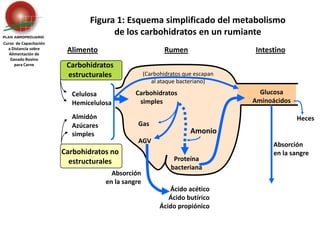 Carbohidratos estructurales Celulosa	Hemicelulosa(Carbohidratos que escapan al ataque bacteriano)Almidón	Azúcares 	simplesCarbohidratos no estructuralesHecesGas	AGVAmonioAbsorción en la sangreAbsorción en la sangreFigura 1: Esquema simplificado del metabolismo de los carbohidratos en un rumianteCurso  de Capacitación a Distancia sobreAlimentación de Ganado Bovino para CarneAlimentoRumenIntestinoGlucosaAminoácidos    Carbohidratos       simplesProteína bacterianaÁcido acéticoÁcido butíricoÁcido propiónico