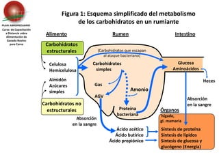 Carbohidratos estructurales Celulosa	Hemicelulosa(Carbohidratos que escapan al ataque bacteriano)Almidón	Azúcares 	simplesCarbohidratos no estructuralesHecesGas	AGVAmonioAbsorción en la sangreÓrganos hígado,gl. mamariaAbsorción en la sangreSíntesis de proteínaSíntesis de lípidosSíntesis de glucosa y glucógeno	(Energía)Figura 1: Esquema simplificado del metabolismo de los carbohidratos en un rumianteCurso  de Capacitación a Distancia sobreAlimentación de Ganado Bovino para CarneAlimentoRumenIntestinoGlucosaAminoácidos    Carbohidratos       simplesProteína bacterianaÁcido acéticoÁcido butíricoÁcido propiónico