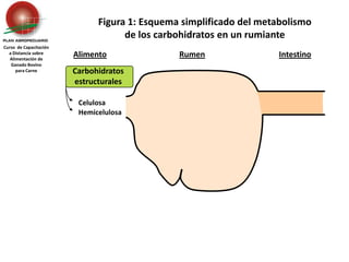 Carbohidratos estructurales Celulosa	HemicelulosaFigura 1: Esquema simplificado del metabolismo de los carbohidratos en un rumianteCurso  de Capacitación a Distancia sobreAlimentación de Ganado Bovino para CarneAlimentoRumenIntestino