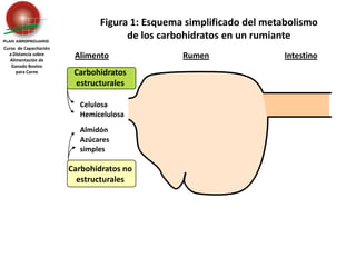 Carbohidratos estructurales Celulosa	HemicelulosaAlmidón	Azúcares 	simplesCarbohidratos no estructuralesFigura 1: Esquema simplificado del metabolismo de los carbohidratos en un rumianteCurso  de Capacitación a Distancia sobreAlimentación de Ganado Bovino para CarneAlimentoRumenIntestino