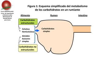 Carbohidratos estructurales Celulosa	HemicelulosaAlmidón	Azúcares 	simplesCarbohidratos no estructuralesFigura 1: Esquema simplificado del metabolismo de los carbohidratos en un rumianteCurso  de Capacitación a Distancia sobreAlimentación de Ganado Bovino para CarneAlimentoRumenIntestino    Carbohidratos       simples