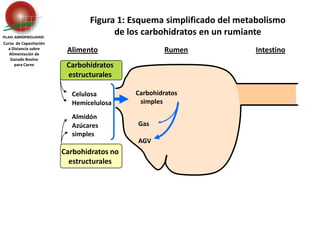 Carbohidratos estructurales Celulosa	HemicelulosaAlmidón	Azúcares 	simplesCarbohidratos no estructuralesGas	AGVFigura 1: Esquema simplificado del metabolismo de los carbohidratos en un rumianteCurso  de Capacitación a Distancia sobreAlimentación de Ganado Bovino para CarneAlimentoRumenIntestino    Carbohidratos       simples