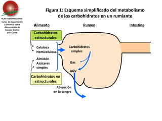 Carbohidratos estructurales Celulosa	HemicelulosaAlmidón	Azúcares 	simplesCarbohidratos no estructuralesGas	AGVAbsorción en la sangreFigura 1: Esquema simplificado del metabolismo de los carbohidratos en un rumianteCurso  de Capacitación a Distancia sobreAlimentación de Ganado Bovino para CarneAlimentoRumenIntestino    Carbohidratos       simples