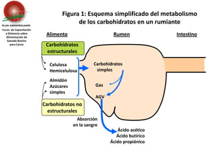 Carbohidratos estructurales Celulosa	HemicelulosaAlmidón	Azúcares 	simplesCarbohidratos no estructuralesGas	AGVAbsorción en la sangreFigura 1: Esquema simplificado del metabolismo de los carbohidratos en un rumianteCurso  de Capacitación a Distancia sobreAlimentación de Ganado Bovino para CarneAlimentoRumenIntestino    Carbohidratos       simplesÁcido acéticoÁcido butíricoÁcido propiónico