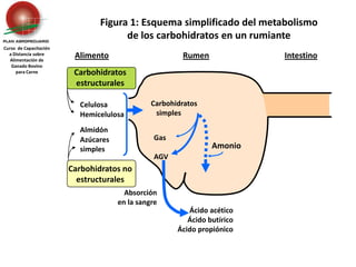 Carbohidratos estructurales Celulosa	HemicelulosaAlmidón	Azúcares 	simplesCarbohidratos no estructuralesGas	AGVAmonioAbsorción en la sangreFigura 1: Esquema simplificado del metabolismo de los carbohidratos en un rumianteCurso  de Capacitación a Distancia sobreAlimentación de Ganado Bovino para CarneAlimentoRumenIntestino    Carbohidratos       simplesÁcido acéticoÁcido butíricoÁcido propiónico