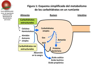 Carbohidratos estructurales Celulosa	HemicelulosaAlmidón	Azúcares 	simplesCarbohidratos no estructuralesGas	AGVAmonioAbsorción en la sangreFigura 1: Esquema simplificado del metabolismo de los carbohidratos en un rumianteCurso  de Capacitación a Distancia sobreAlimentación de Ganado Bovino para CarneAlimentoRumenIntestino    Carbohidratos       simplesProteína bacterianaÁcido acéticoÁcido butíricoÁcido propiónico
