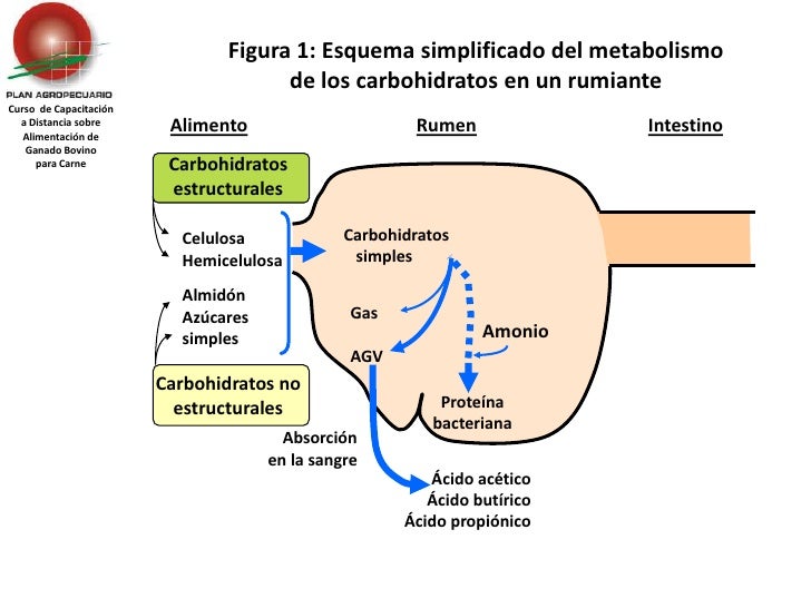 Cinco cuestiones sobre metabolismo tisular