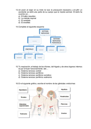13.Un joven al viajar en su moto no tuvo la precaución necesaria y al sufrir un
accidente se dañó una parte de su cuerpo que le impide caminar. El daño ha
ocurrido en:…
a) El bulbo raquídeo
b) La médula espinal
c) El cerebelo
d) El encéfalo
14.Completa el siguiente esquema
15.Tu respiración, el trabajo de los riñones, del hígado y de otros órganos internos
es por el buen funcionamiento del:…
a) Sistema nervioso central
b) Sistema nervioso periférico
c) Sistema nervioso periférico somático
d) Sistema nervioso periférico autónomo
16.En el siguiente gráfico, escribe el nombre de las glándulas endocrinas
SISTEMA
NERVIOSO
.........
ENCEFALO
....... ..... ......
......
SISTEMA
NERVIOSO
PERIFERICO
....... ......
 