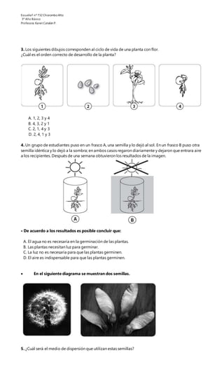 EscuelaF nº 732 ChoromboAlto
3º Año Básico
Profesora.Karen Catalán P.
3. Los siguientes dibujos corresponden al ciclo de vida de una planta con flor.
¿Cuál es el orden correcto de desarrollo de la planta?
A. 1, 2, 3 y 4
B. 4, 3, 2 y 1
C. 2, 1, 4 y 3
D. 2, 4, 1 y 3
4. Un grupo de estudiantes puso en un frasco A, una semilla y lo dejó al sol. En un frasco B puso otra
semilla idéntica y lo dejó a la sombra; en ambos casos regaron diariamente y dejaron que entrara aire
a los recipientes. Después de una semana obtuvieron los resultados de la imagen.
• De acuerdo a los resultados es posible concluir que:
A. El agua no es necesaria en la germinación de las plantas.
B. Las plantas necesitan luz para germinar.
C. La luz no es necesaria para que las plantas germinen.
D. El aire es indispensable para que las plantas germinen.
 En el siguiente diagrama se muestran dos semillas.
5. ¿Cuál será el medio de dispersión que utilizan estas semillas?
 