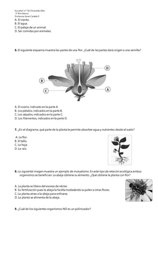 EscuelaF nº 732 ChoromboAlto
3º Año Básico
Profesora.Karen Catalán P.
A. El viento.
B. El agua.
C. El pelaje de un animal.
D. Ser comidas por animales.
6. El siguiente esquema muestra las partes de una flor. ¿Cuál de las partes dará origen a una semilla?
A. El ovario, indicado en la parte A.
B. Los pétalos, indicados en la parte B.
C. Los sépalos, indicados en la parte C.
D. Los filamentos, indicados en la parte D.
7. ¿En el diagrama, qué parte de la planta le permite absorber agua y nutrientes desde el suelo?
A. La flor.
B. El tallo.
C. La hoja.
D. La raíz.
8. La siguiente imagen muestra un ejemplo de mutualismo. En este tipo de relación ecológica ambos
organismos se benefician. La abeja obtiene su alimento. ¿Qué obtiene la planta con flor?
A. La planta se libera del exceso de néctar.
B. Su fertilización pues la abeja la facilita trasladandosu polen a otras flores.
C. La planta atrae a la abeja para enfriarse.
D. La planta se alimenta de la abeja.
9. ¿Cuál de los siguientes organismos NO es un polinizador?
 