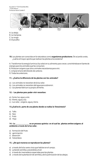 EscuelaF nº 732 ChoromboAlto
3º Año Básico
Profesora.Karen Catalán P.
A. La abeja.
B. La mariposa.
C. La oruga.
D. El picaflor.
10. Las plantas son conocidas en la naturaleza como organismos productores. De acuerdo a esto,
¿cuál es el mayor aporte que realizan las plantas al ecosistema?
A. Transforman la energía lumínica (luz solar) en su alimento para crecer, convirtiéndoseen fuente de
energía para los animales que las consumen.
B. Producen oxígeno que otros animales necesitamos para vivir.
C. Limpian el aire del dióxido de carbono.
D. Todas las anteriores.
11.- ¿Cuál es la diferencia de las plantas con los animales?
a).- Los animales no necesitan de la luz solar.
b).- Los animales no necesitan del agua para sobrevivir.
c).- Las plantas fabrican su propio alimento.
12.- Las plantas para poder vivir necesitan:
a).-Carne, luz, agua y aire.
b).-Viento, agua y luz.
c).- Luz solar , oxigeno, agua y tierra.
13.¿Cuál es la parte de una planta donde se realiza la fotosíntesis?
a) Tallo
b) Raíz
c) Fruto
d) Hoja
14.- La __________________ es un proceso químico en el cual las plantas emiten oxigeno al
ambiente a través de la luz solar.
a) formación del fruto
b) germinación
c) absorción
d) fotosíntesis
15.- ¿De qué maneras se reproducen las plantas?
a) a través de la los seres vivos que habitan en el campo.
b) juntando semillas y secándolas al sol.
c) a través de invernaderos especiales para las plantas.
d) a través de la plantación de semillas y de la polinización de las abejas.
 