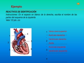 Ejemplo
REACTIVOS DE IDENTIFICACIÓN
Instrucciones: En el espacio en blanco de la derecha, escriba el nombre de las
partes del esquema de la izquierda
Valor 1/2 pto. c/u
1
2
3
4
5
6
1
…………………………
.
2
…………………………
.
3
…………………………
.
4
…………………………
Vena cava superior
Aurícula derecha
Ventrículo derecho
Aorta
Aurícula izquierda
Ventrículo izquierdo
 