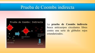 La prueba de Coombs indirecta
busca anticuerpos circulantes libres
contra una serie de glóbulos rojos
estandarizados.
Prueba de Coombs indirecta
 