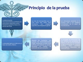La determinación
inmunoenzimatica cuantitativa de
anticuerpos específicos contra
Toxoplasma gondii se basa en la
técnica del ELISA
Las tiras de micropocillos que se
usan como fase sólida están
recubiertas con antígenos
específicos de Toxoplasma gondii.
Los anticuerpos existentes en la
muestra unen a los antígenos
inmoblizados de la placa de
microtítulación.
El conjugado de anticuerpos IgG
anti humano con peroxidasa de
rábano, se une con los complejos
antígeno-anticuerpo en muestras
positivas. Estos complejos
inmunológicos desarrollan una
coloración azul
después de incubarlos con
sustrato de tetrametilbenzidina
(TMB). Finalmente se añade ácido
sulfúrico para detener la reación,
causando un cambio de
coloración de azul a amarillo.
La densidad óptica se mide con un
lector de ELISA a 450nm.
 