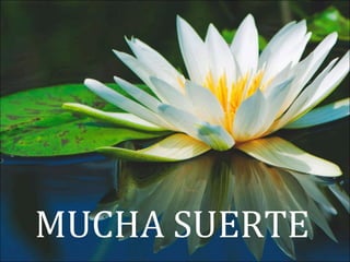 MUCHA SUERTE
 