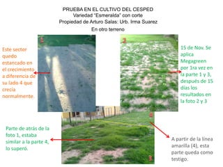 PRUEBA EN EL CULTIVO DEL CESPED
                               Variedad “Esmeralda” con corte
                         Propiedad de Arturo Salas: Urb. Irma Suarez
                                       En otro terreno



Este sector                                                                15 de Nov. Se
quedo                                                                      aplica
estancado en                                                               Megagreen
el crecimiento                                                             por 1ra vez en
a diferencia de                                                            la parte 1 y 3,
su lado 4 que                                                              después de 15
crecía                                                                     días los
normalmente.                                                               resultados en
                                                                           la foto 2 y 3



 Parte de atrás de la
 foto 1, estaba
                                                                       A partir de la línea
 similar a la parte 4,
                                                                       amarilla (4), esta
 lo superó.
                                                                       parte queda como
                                                                       testigo.
 