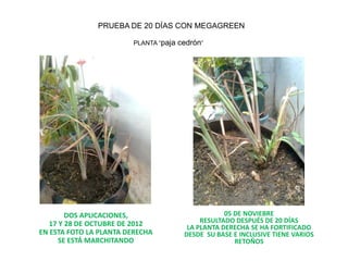 PRUEBA DE 20 DÍAS CON MEGAGREEN

                        PLANTA “paja   cedrón”




        DOS APLICACIONES,                           05 DE NOVIEBRE
   17 Y 28 DE OCTUBRE DE 2012                RESULTADO DESPUÉS DE 20 DÍAS
                                         LA PLANTA DERECHA SE HA FORTIFICADO
EN ESTA FOTO LA PLANTA DERECHA          DESDE SU BASE E INCLUSIVE TIENE VARIOS
      SE ESTÁ MARCHITANDO                              RETOÑOS
 