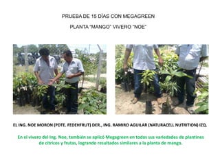 PRUEBA DE 15 DÍAS CON MEGAGREEN

                           PLANTA “MANGO” VIVERO “NOE”




EL ING. NOE MORON (PDTE. FEDEHFRUT) DER., ING. RAMIRO AGUILAR (NATURACELL NUTRITION) IZQ.

  En el vivero del Ing. Noe, también se aplicó Megagreen en todas sus variedades de plantines
             de cítricos y frutas, logrando resultados similares a la planta de mango.
 