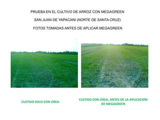 PRUEBA EN EL CULTIVO DE ARROZ CON MEGAGREEN

       SAN JUAN DE YAPACANI (NORTE DE SANTA CRUZ)

      FOTOS TOMADAS ANTES DE APLICAR MEGAGREEN




                            CULTIVO CON ÚREA, ANTES DE LA APLICACIÓN
CULTIVO SOLO CON ÚREA
                                         DE MEGAGREEN
 