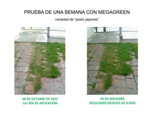 PRUEBA DE UNA SEMANA CON MEGAGREEN
                   variedad de “pasto japones”




28 DE OCTUBRE DE 2012                         05 DE NOVIEBRE
1er DÍA DE APLICACIÓN                   RESULTADO DESPUÉS DE 8 DÍAS
 